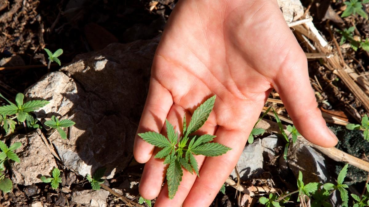 Using Living Soil for Better Marijuana Grow and Yields